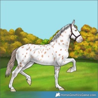 Horse Color:Gold Champagne Near Leopard 
