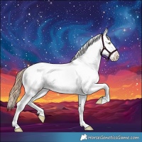 Horse Color:Gold Champagne Appaloosa 