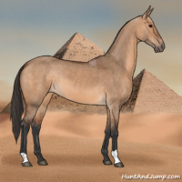 Horse Color:Bay Dun 