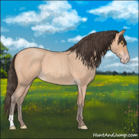 Horse Color:Amber Champagne Roan 