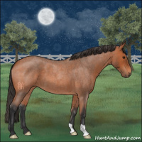 Horse Color:Bay Roan
