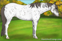 Horse Color:Grullo Tobiano Appaloosa Rabicano