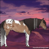 Horse Color:Bay Roan Dun Tobiano Appaloosa Brindle 