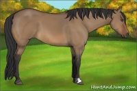 Horse Color:Bay Dun