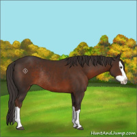 Horse Color:Liver Chestnut Splash Rabicano 
