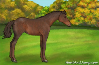 Horse Color:Liver Chestnut 