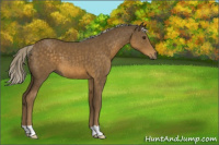 Horse Color:Chocolate Palomino 