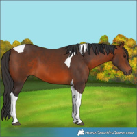 Horse Color:Brown Tobiano 