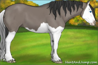 Horse Color:Grullo Splash 