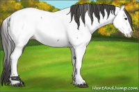 Horse Color:Grullo Appaloosa 