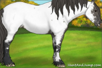 Horse Color:Grullo Appaloosa 