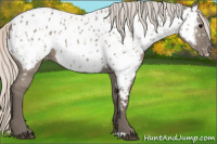 Horse Color:Silver Grullo Near Leopard