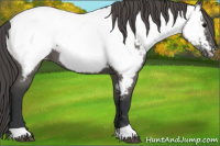Horse Color:Grullo Appaloosa 