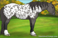 Horse Color:Grullo Appaloosa 