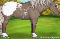 Horse Color:Silver Grullo Appaloosa 
