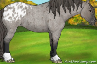 Horse Color:Grullo Roan Appaloosa