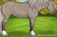 Horse Color:Silver Grullo 