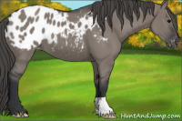 Horse Color:Grullo Appaloosa 
