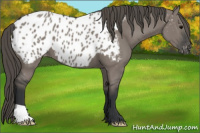 Horse Color:Grullo Appaloosa 