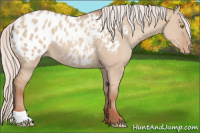 Horse Color:Silver Classic Champagne Dun Appaloosa