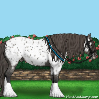 Horse Color:Grullo Near Leopard 