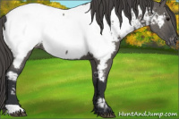 Horse Color:Grullo Appaloosa 
