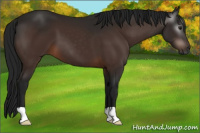 Horse Color:Gray Brown 