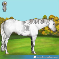 Horse Color:Gray White Spotted Silver Brown 