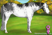 Horse Color:Gray White Spotted Brown 