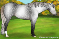 Horse Color:Gray Silver Brown