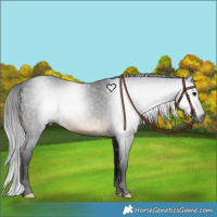 Horse Color:Gray Brown