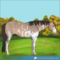 Horse Color:Bay Dun Sabino 
