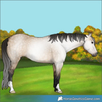 Horse Color:Gray Bay Dun Rabicano