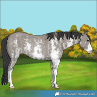 Horse Color:Grullo Sabino Rabicano