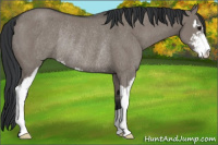 Horse Color:Grullo Sabino Rabicano 