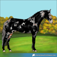 Horse Color:Bay Ice Sabino 