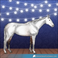 Horse Color:Gray Silver Bay 