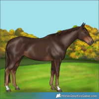 Horse Color:Gray Chestnut 