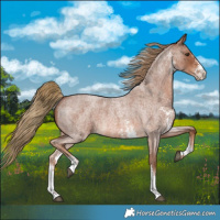 Horse Color:Red Roan Sabino 
