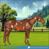 Horse Color:White Spotted Chestnut 