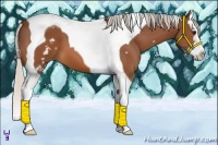 Horse Color:White Spotted Silver Bay Splash Tobiano 