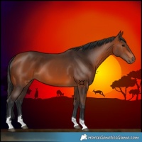 Horse Color:Bay Tobiano 