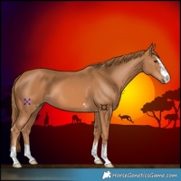 Horse Color:Chestnut 