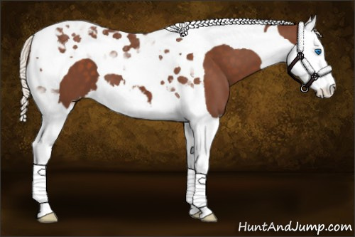 Horse Color:Silver Black Splash Tobiano 