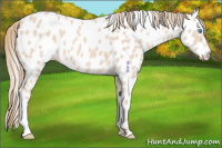 Horse Color:Perlino Appaloosa