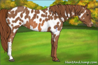 Horse Color:Chestnut Near Leopard 