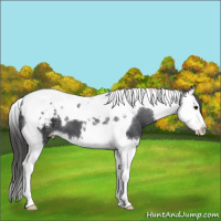Horse Color:Black Splash Tobiano Appaloosa