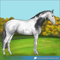 Horse Color:Black Tobiano 
