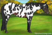 Horse Color:Brown Appaloosa 
