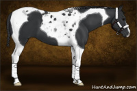 Horse Color:Black Tobiano 